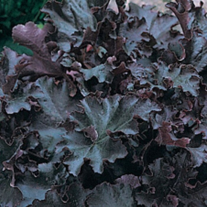 Purperklokje - Heuchera 'Black Pearl'