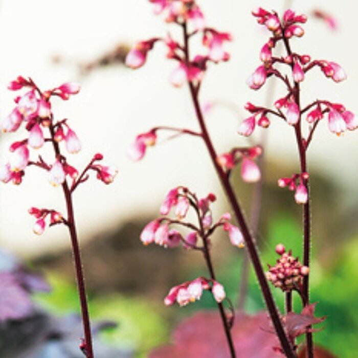 Purperklokje - Heuchera 'Fire Chief'