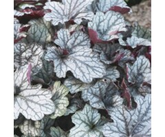 Purperklokje - Heuchera 'Jade Gloss'