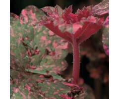 Purperklokje - Heuchera 'Midnight Rose'