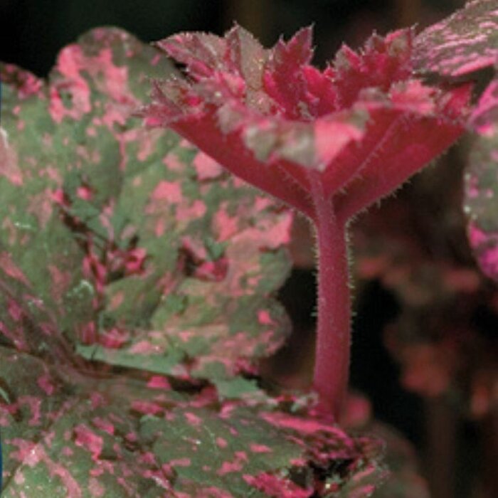 Purperklokje - Heuchera 'Midnight Rose'