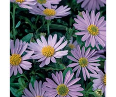 Zomeraster - Kalimeris incisa 'Nana Blue'