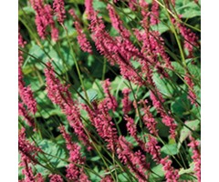 Duizendknoop - Persicaria amplexicaulis 'Pink Elephant'