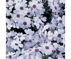 Kruipphlox - Phlox subulata 'Bavaria'
