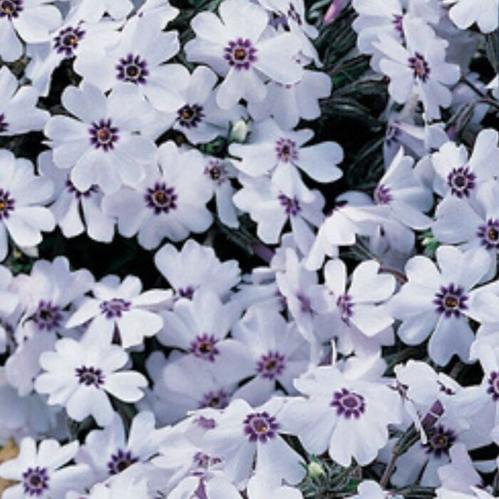 Kruipphlox - Phlox subulata 'Bavaria'