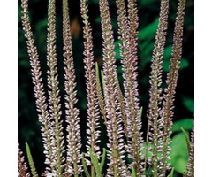 Ereprijs - Veronicastrum virginicum 'Erika'
