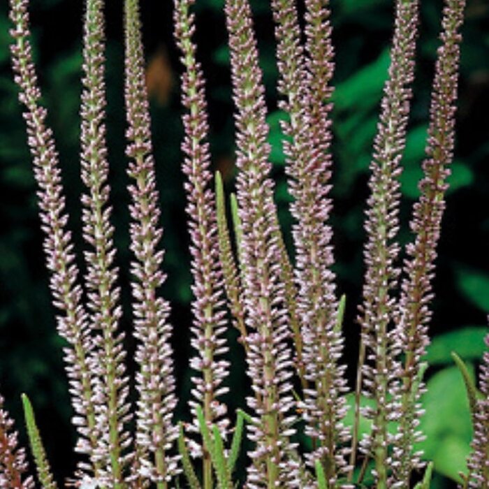 Ereprijs - Veronicastrum virginicum 'Erika'