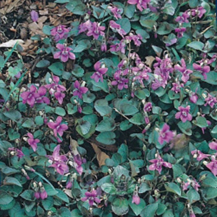 Viooltje - Viola labradorica