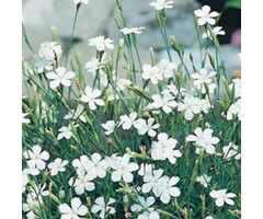 Steenanjer - Dianthus deltoides 'Albiflorus'