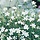 Steenanjer - Dianthus deltoides 'Albiflorus'