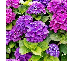 Kleinblijvende Hortensia (Paars) - Hydrangea macrophylla 'Little Purple'