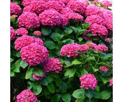 Kleinblijvende Hortensia (Roze) - Hydrangea macrophylla 'Little Pink'