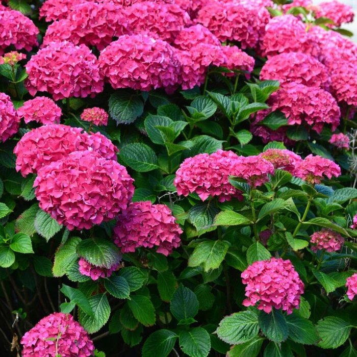 Kleinblijvende Hortensia (Roze) - Hydrangea macrophylla 'Little Pink'