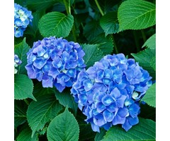 Kleinblijvende Hortensia (Blauw) - Hydrangea macrophylla 'Little Blue'