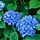Kleinblijvende Hortensia (Blauw) - Hydrangea macrophylla XS