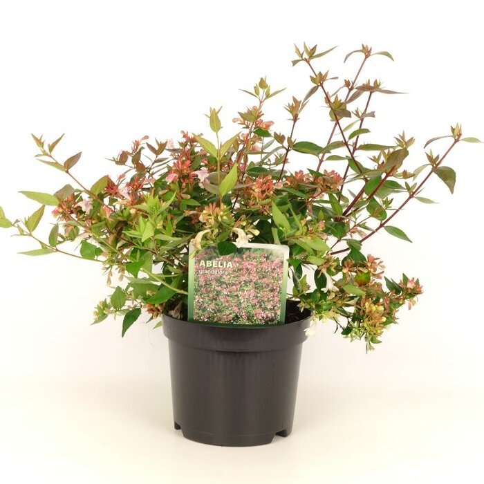 Abelia (Abelia grandiflora)