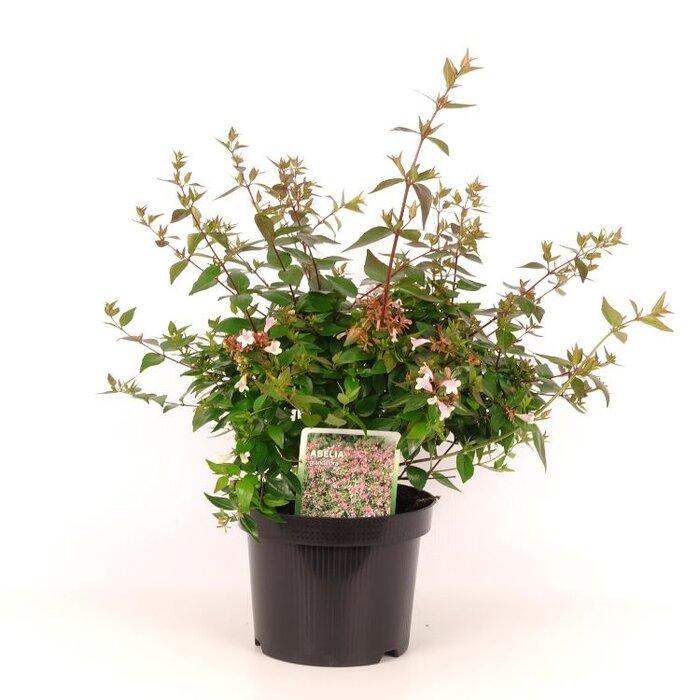 Abelia (Abelia grandiflora)
