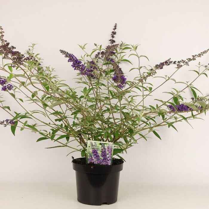 Vlinderstruik (Buddleja davidii Adonis Blue)