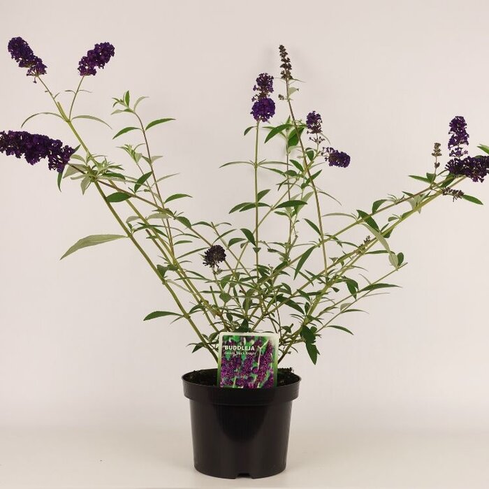 Vlinderstruik (Buddleja davidii 'Black Knight')