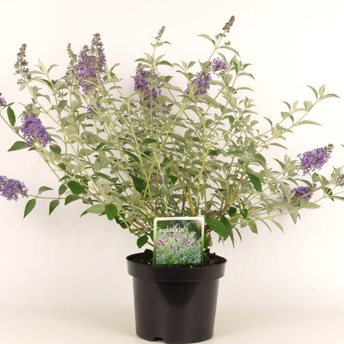 Vlinderstruik (Buddleja 'Lochinch')