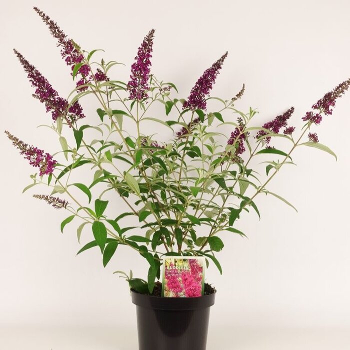 Vlinderstruik (Buddleja davidii 'Sugar Plum')