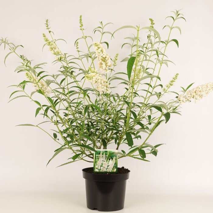 Vlinderstruik (Buddleja davidii 'White Profusion')