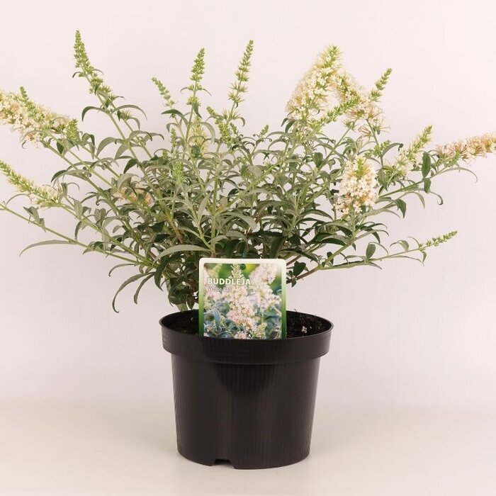Vlinderstruik - Buddleja 'White Ball'