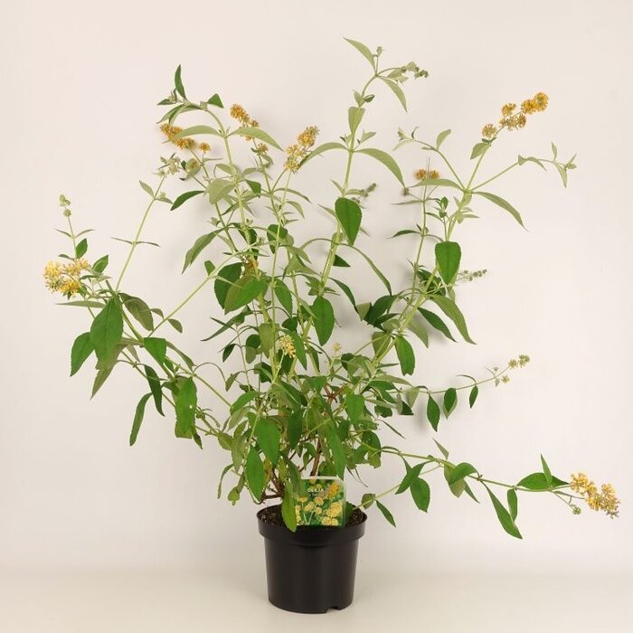 Vlinderstruik (Buddleja weyeriana 'Sungold')