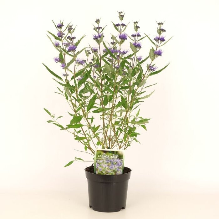 Baardbloem (Caryopteris clandonensis 'Kew Blue')