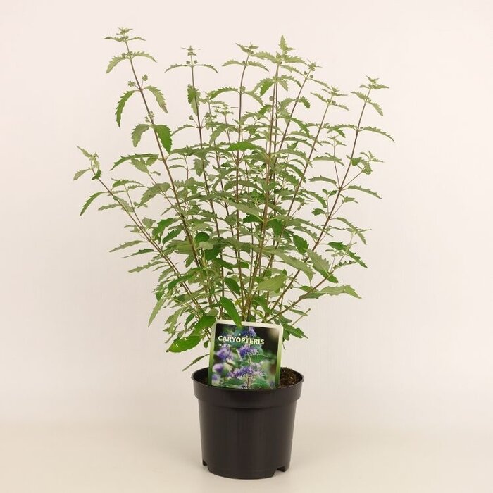 Baardbloem (Caryopteris incana)