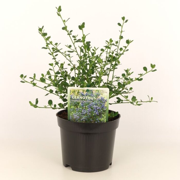 Amerikaanse sering (Ceanothus impressus 'Victoria' )