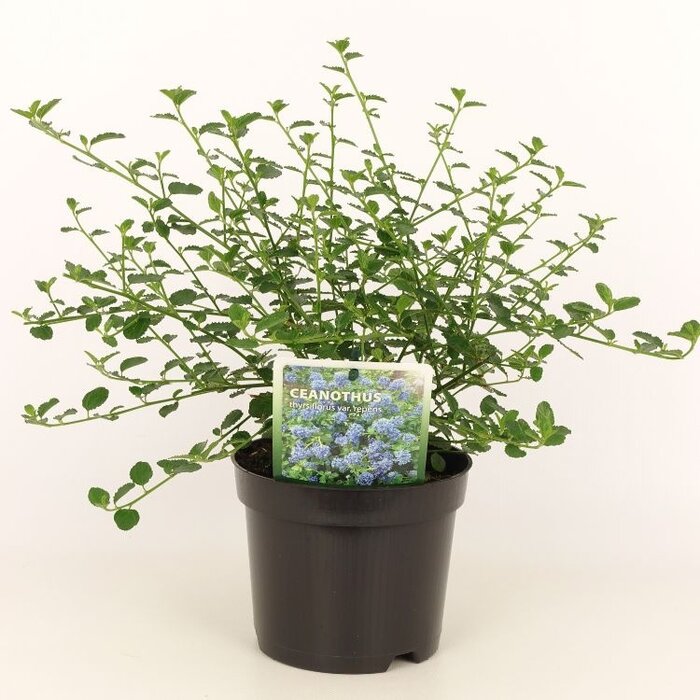 Amerikaanse sering (Ceanothus thyrsiflorus repens)