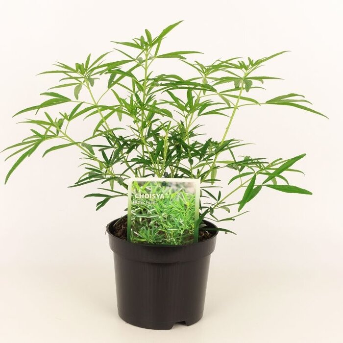 Mexicaanse oranjebloesem (Choisya 'Aztec Pearl')