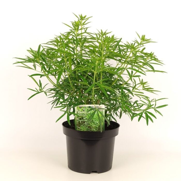 Mexicaanse oranjebloesem (Choisya 'Aztec Pearl')