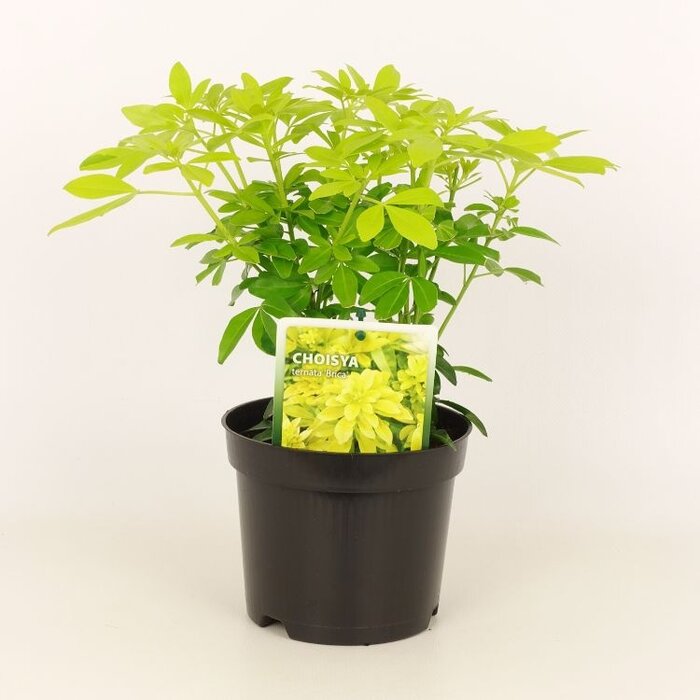 Mexicaanse citroenbloesem (Choisya ternata 'Brica')