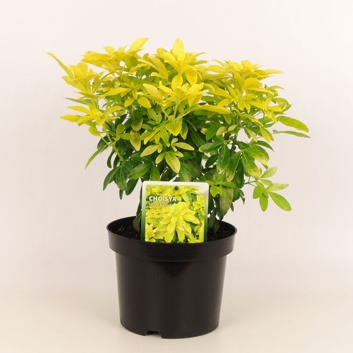 Mexicaanse citroenbloesem (Choisya ternata 'Brica')