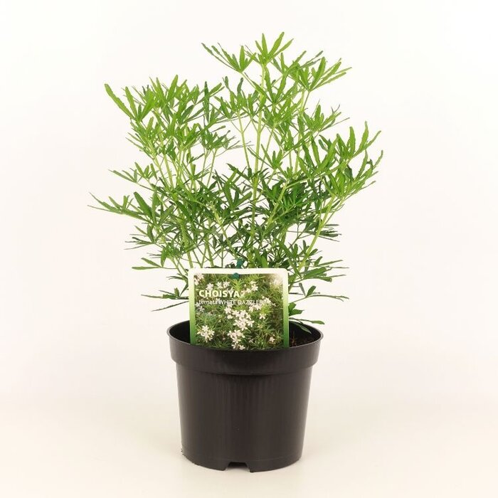 Mexicaanse citroenbloesem (Choisya ternata 'White Dazzler' )