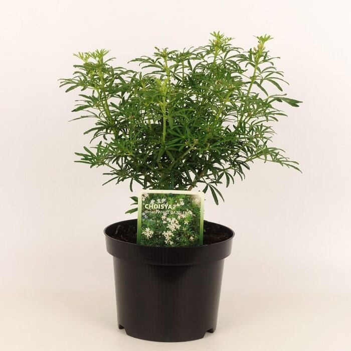 Mexicaanse citroenbloesem (Choisya ternata 'White Dazzler' )