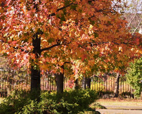 5x mooiste herfstkleuren