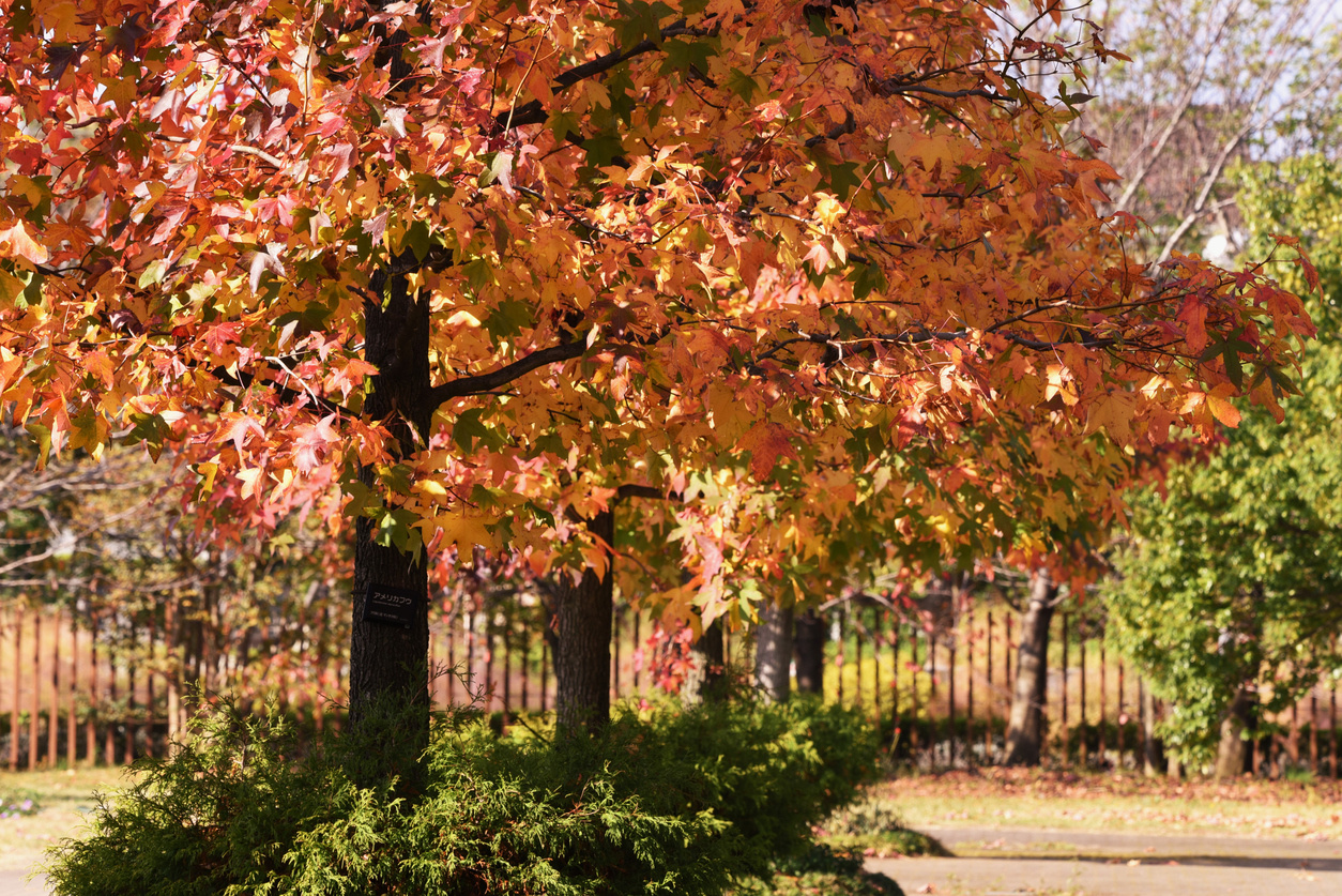5x mooiste herfstkleuren