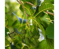Alnus glutinosa - Zwarte els (Kale wortel)