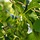 Alnus glutinosa - Zwarte els (Kale wortel) -> PRE-ORDER