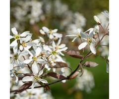 Amelanchier lamarckii - Krentenboompje  (Kale wortel)
