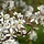 Amelanchier lamarckii - Krentenboompje (Kale wortel) -> PRE-ORDER