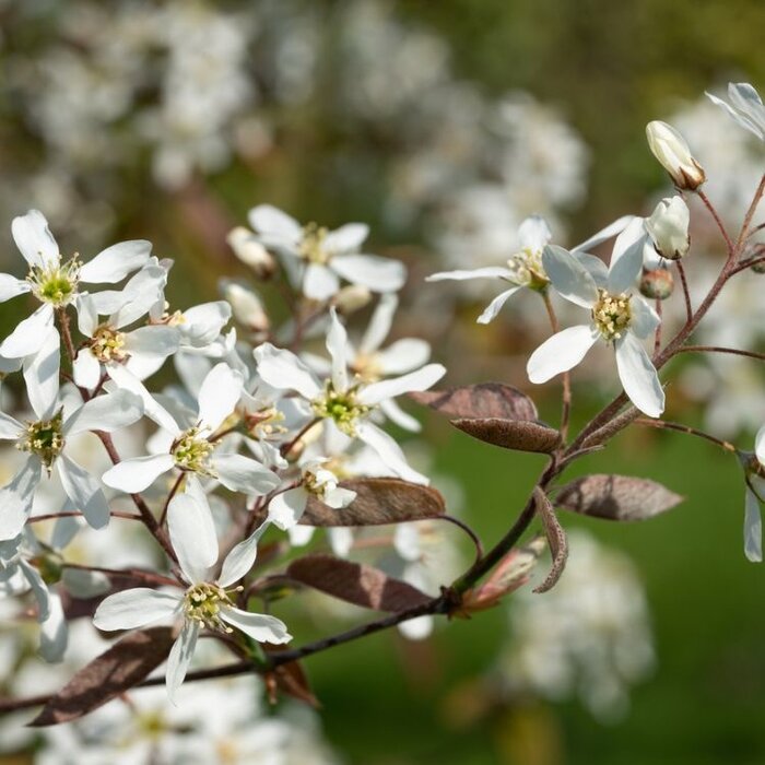 Amelanchier lamarckii - Krentenboompje (Kale wortel) PRE-ORDER