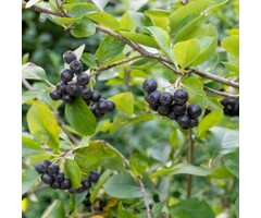 Aronia melanocarpa - Zwarte appelbes (Kale wortel)