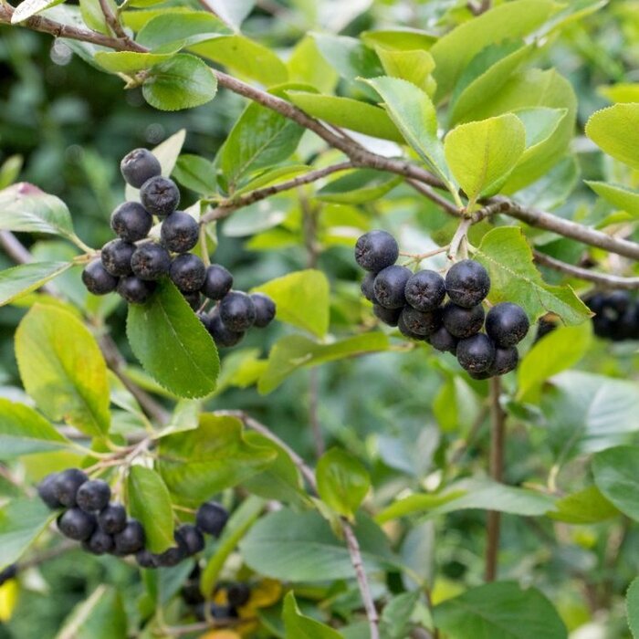 Aronia melanocarpa - Zwarte appelbes (Kale wortel) PRE-ORDER