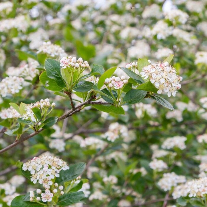 Aronia melanocarpa - Zwarte appelbes (Kale wortel)