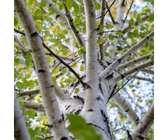 Betula pendula - Ruwe berk (Kale wortel)