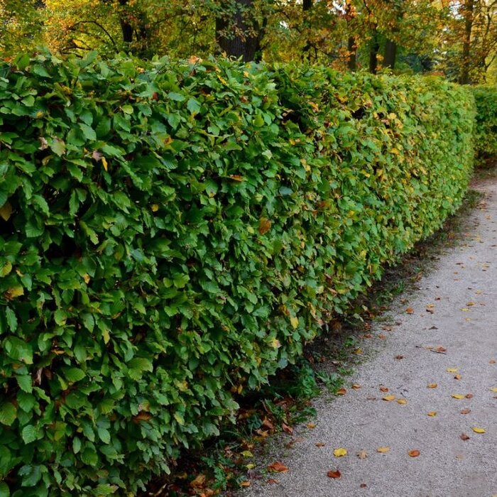 Haagbeuk - Carpinus betulus